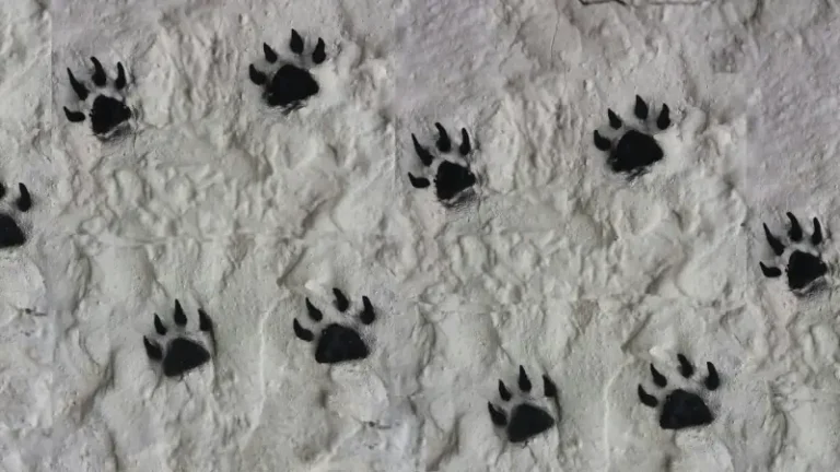Bear hunt image - Bear paw prints
