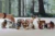 a collection of toy animals and a hand