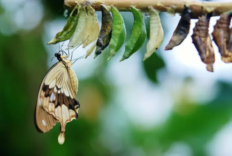 Hungry caterpillar image - Butterfly lifecycle