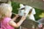 a child touching a goat's nose through a fence