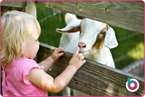 a child touching a goat's nose through a fence